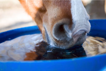 A DRINKING HORSE