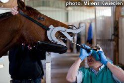 equine dentist using speculum