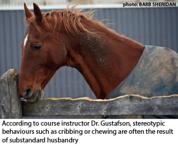 cribbing horse