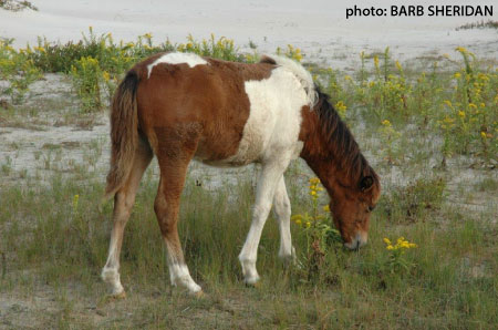 Paint at pasture