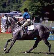 racing horse