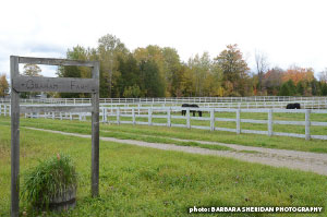 Equine Guelph logo