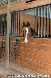 Equine Guelph logo