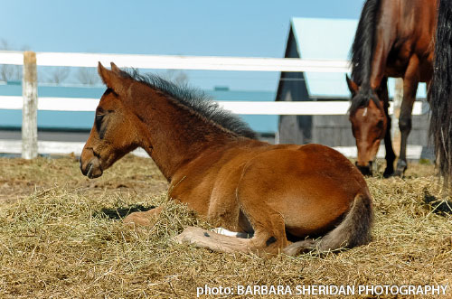 mare and foal