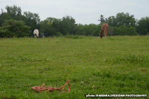 Hazards around the farm