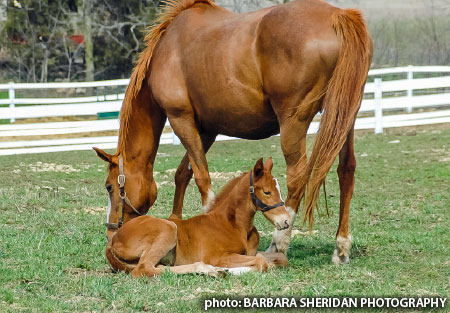 mare with foal