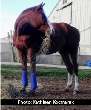 horse eating hay