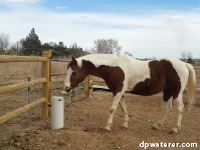 horse with frost-free waterer