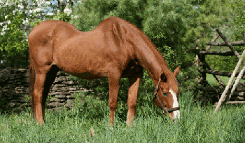 horse in pasture