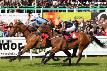 Racehorses at the finish line