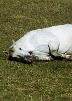 resting horse
