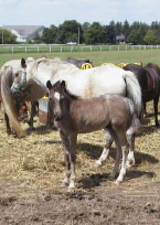 foal and mare
