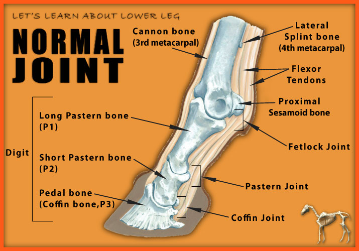 Normal Joint image