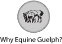Equine Guelph Logo icon