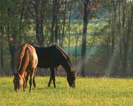 horses in pasture image