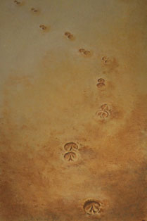 hoofprints in the sand image