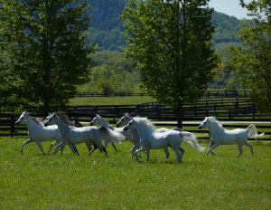 The horses vacation at the farm