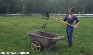 manure pick-up in pasture