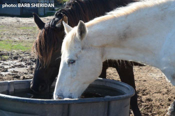 two horses drinking from bucket