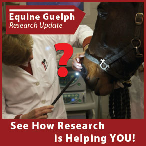 (button) See how Research is Helping YOU! - Equine Guelph Research Update