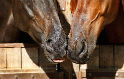 Horses, snotty noses touching