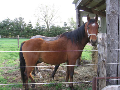 Senior Horse by fence
