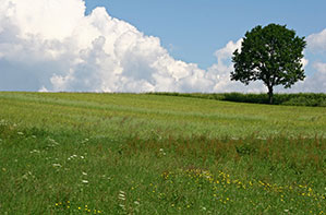 open pasture