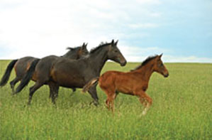 three horses running free