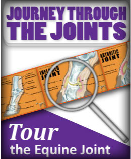(button) Journey Through the Joints